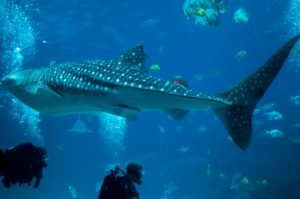 Whale sharks: How to spot the highly nomadic giants in Anambas