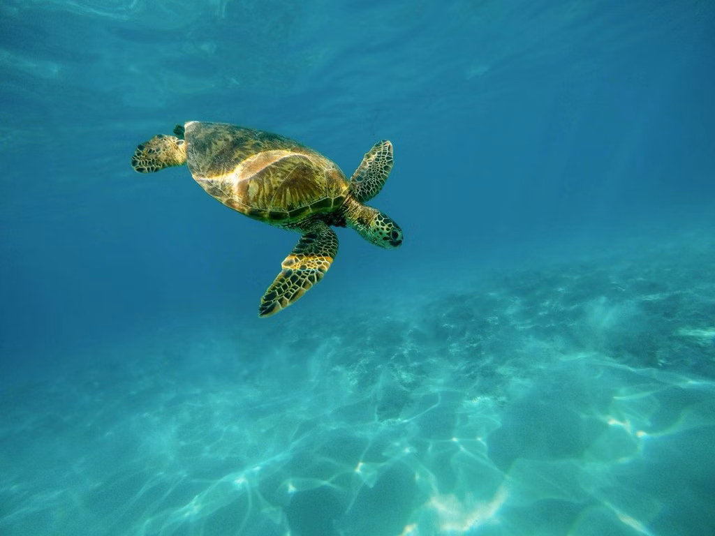 The Next 3 Things to Immediately Do when in Anambas Island