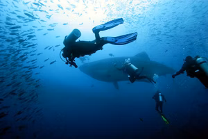 Whale sharks: How to spot the highly nomadic giants in Anambas