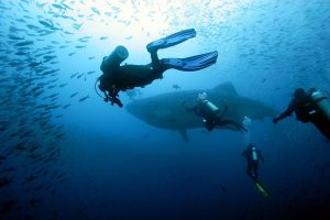 Whale sharks: How to spot the highly nomadic giants in Anambas