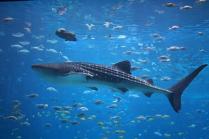 Whale sharks: How to spot the highly nomadic giants in Anambas