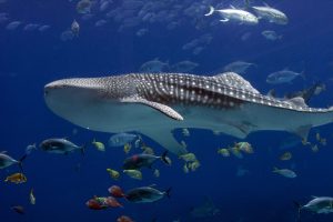 Whale sharks: How to spot the highly nomadic giants in Anambas