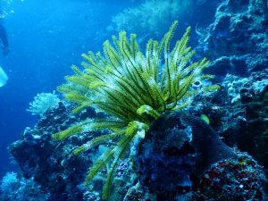 3 Things We Love about Diving in Tioman
