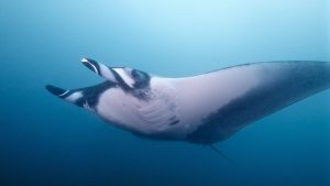 Manta Rays: They are the oddest!