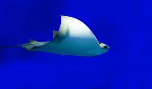 Manta Rays: They are the oddest!
