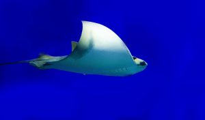 Manta Rays: They are the oddest!