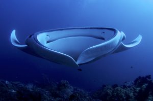 Manta Rays: They are the oddest!