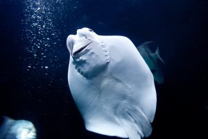 Manta Rays: They are the oddest!