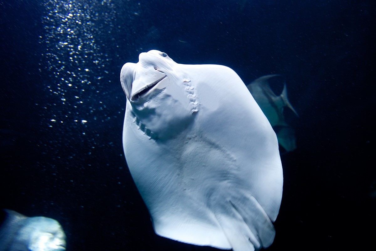 Manta Rays: They are the oddest!