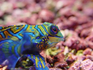 Top 5 Best Coloured Fish Species