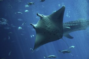 Manta Rays: They are the oddest!