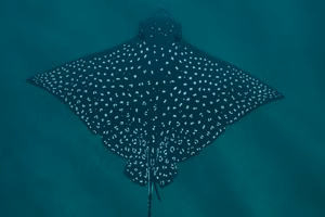 Manta Rays: They are the oddest!
