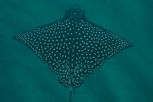 Manta Rays: They are the oddest!