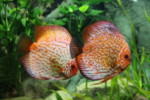 Top 5 Best Coloured Fish Species