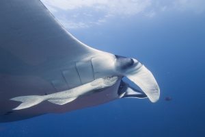 Manta Rays: They are the oddest!