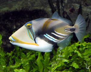 Top 5 Best Coloured Fish Species