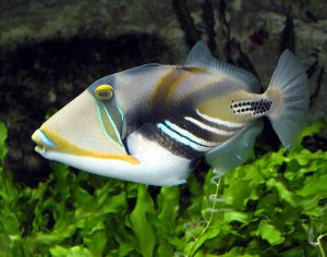 Top 5 Best Coloured Fish Species