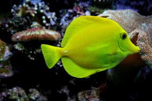 Top 5 Best Coloured Fish Species