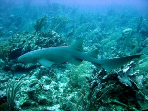 Diving the 4-Decade Old Igara Wreck