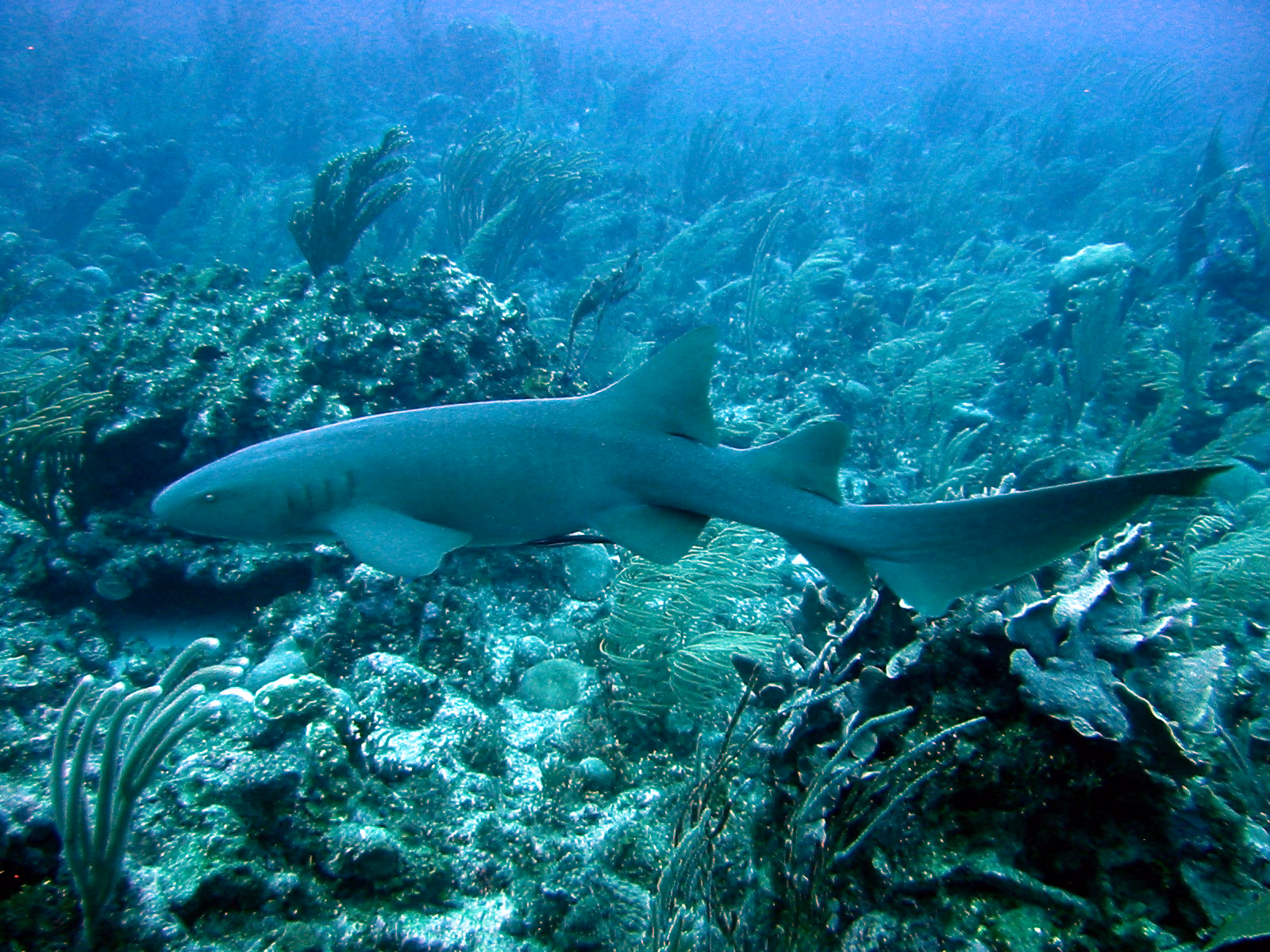Diving the 4-Decade Old Igara Wreck