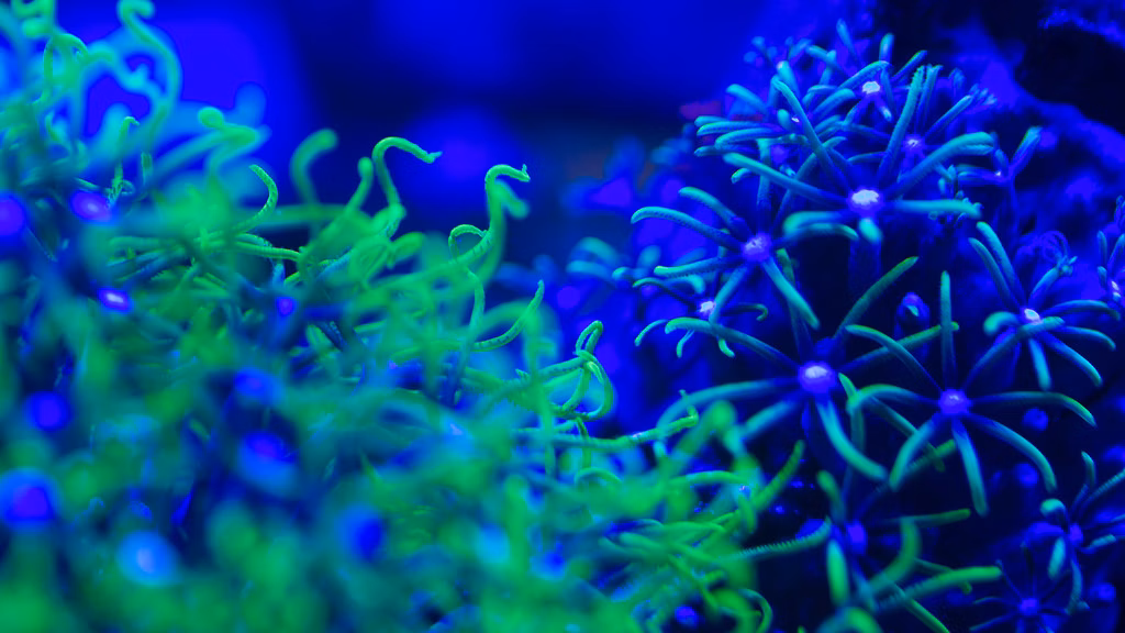 Night Diving in Asia