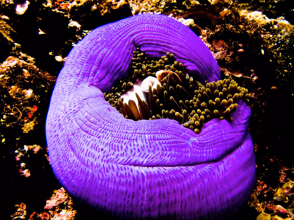 Muck Diving: Gateway to the weirdest marine critters