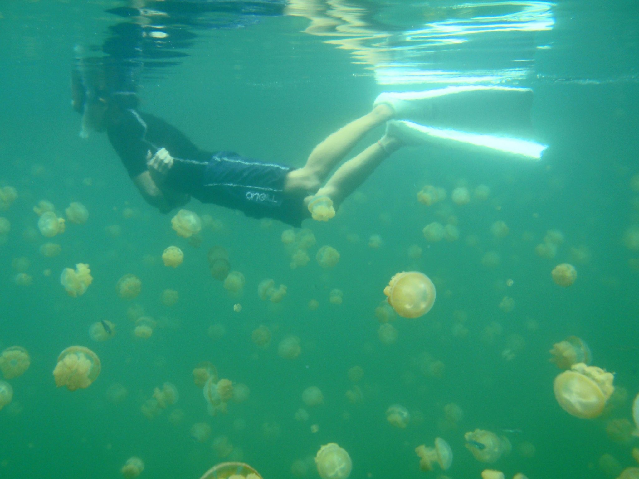 Where Did the Jellies in Palau Jellyfish Lake Go?