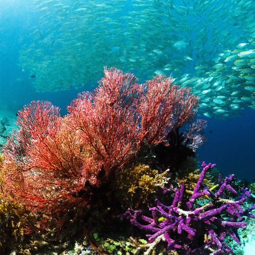 Papua diving