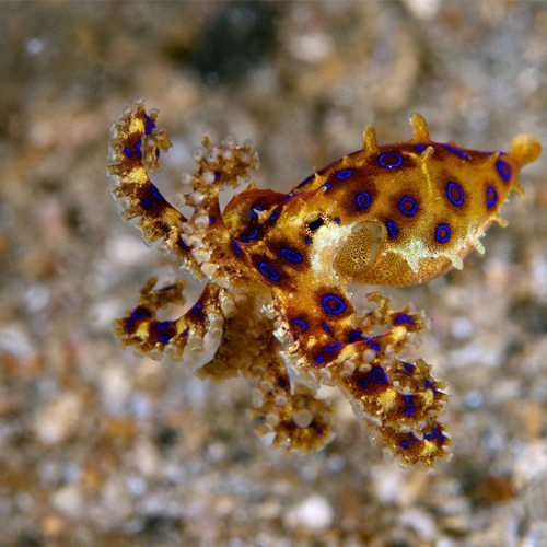 Sulawesi diving